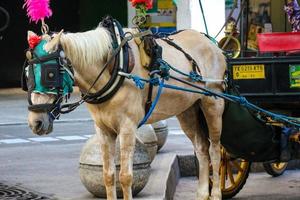 Yogyakarta, Indonesia on October 23, 2022. Andong or horse-drawn carriage with its coachman parked on Jalan Malioboro, waiting for passengers. photo