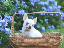 old  chihuahua dog with blind eyes sitting in basket in beautiful garden with purple flowers. photo