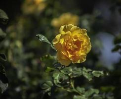 Golden yellow rose . Oblique view on bush photo