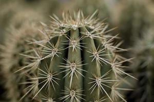 Saguaro Cactus . Frontal view . Close up . Soft cacti in background photo