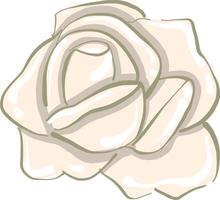 White rose, illustration, vector on white background.