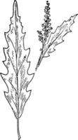 ilustración vintage de semillas de gusano. vector