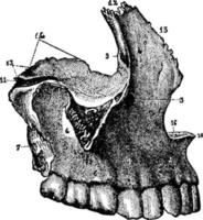 los maxilares, ilustración vintage. vector