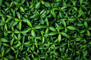 Nature background image concept. white frame and leaves in nature for background photo
