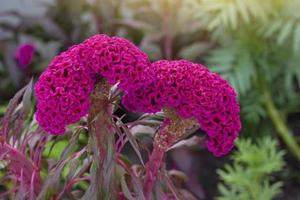 rosa celosia plumosa, serie castillo, cresta de gallo o cálao con luz solar en el jardín sobre fondo de naturaleza borrosa. foto