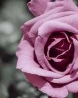 Purple Rose Background photo