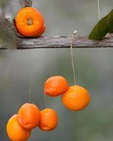 frutos de naranja clementina foto