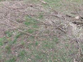 Autumn pruning and painting of trees in the garden photo