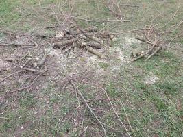 Autumn pruning and painting of trees in the garden photo