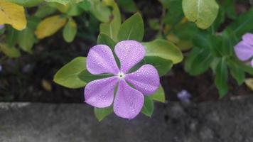 flor de bígaro de madagascar en una planta foto