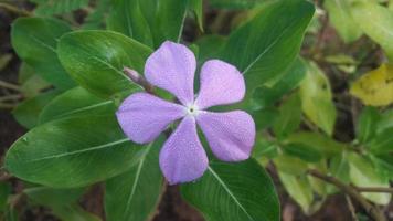 flor de bígaro de madagascar en una planta foto