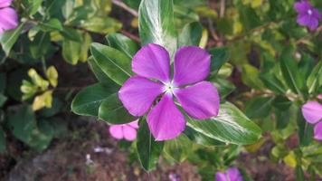 madagascar periwinkle flower on a plant photo