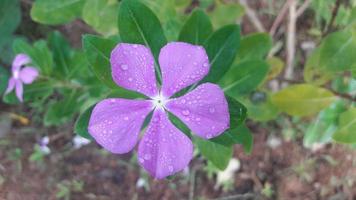 madagascar periwinkle flower on a plant photo