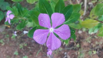 madagascar periwinkle flower on a plant photo