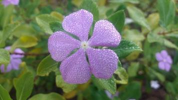 flor de bígaro de madagascar en una planta foto