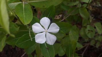 flor de bígaro de madagascar en una planta foto