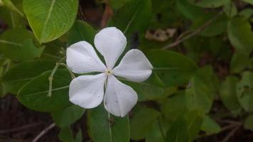 flor de bígaro de madagascar en una planta foto