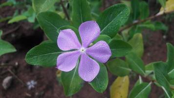 madagascar periwinkle flower on a plant photo