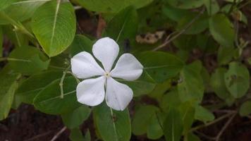 flor de bígaro de madagascar en una planta foto