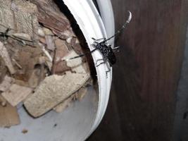 A beetle with a large mustache crawls through the wood photo