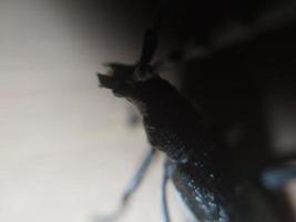 A beetle with a large mustache crawls through the wood photo