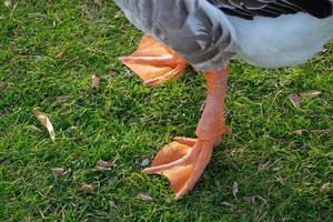 Geese pews. Wild domestic grey  geese with orange beak and orange legs photo