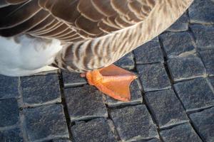 Geese pews. Wild domestic grey  geese with orange beak and orange legs photo