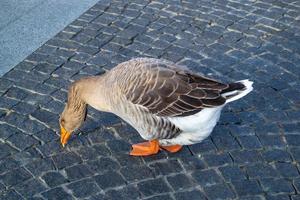 Wild domestic grey  geese with orange beak and orange legs photo