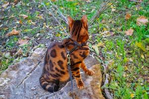 joven y hermoso gato bengalí en un paseo otoñal entre el follaje amarillo otoñal foto