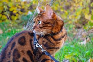 joven y hermoso gato bengalí en un paseo otoñal entre el follaje amarillo otoñal foto