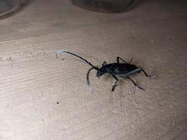 A beetle with a large mustache crawls through the wood photo