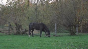 Dark horse grazing in backyard of village house.