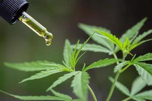 Hand holding Pipette with cannabis oil against Cannabis plant, CBD Hemp oil, medical marijuana oil concept photo
