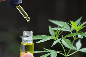 CBD hemp oil, droplet dosing a biological and ecological hemp plant herbal pharmaceutical cbd oil from a jar. photo