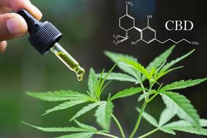 aceite de cáñamo cbd, cannabidiol cbd de fórmula, asimiento de la mano del médico y oferta al paciente de marihuana medicinal y aceite, prescripción legal de medicamentos ligeros, remedio alternativo o medicamento, concepto de medicina foto