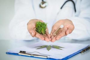 doctor is researching hemp oil. Cannabis Herb Research, Medical marijuana, CBD hemp oil research. photo