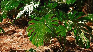 Green leaves of plant Monstera grows in wild climbing tree jungle, rainforest plants evergreen vines bushes. Tropical jungle foliage pattern concept background. photo