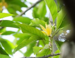 Light yellow flowers of White Champaka on branch and green leaves, Thailand. Another name is White Sandalwood or White Jade Orchid Tree, Thailand. photo