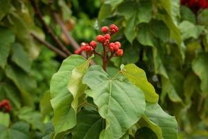 flores yong de flores de achiote en racimo y hojas en la naturaleza. foto