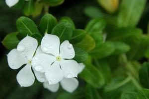 White flowers of Madagascar Periwinkle and blur green leaves background, droplets are on the petal. Another name is West Indian Periwinkle, Indian Periwinkle, Pink Periwinkle, Old Maid, Vinca. photo