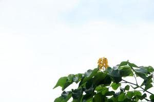 Branch of Burmese Ebony or Burma Padauk and white sky background. photo
