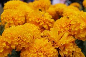 Group of Marigold flowers blooming. photo