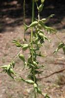 A branch of Caribbean agave's flowers and blur background. photo