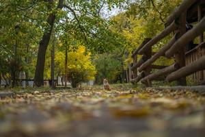 gato rojo se sienta en el follaje de otoño amarillo foto