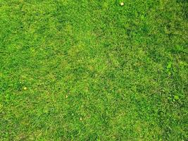 Close up surface of green grass on a meadow on a sunny summer day. photo