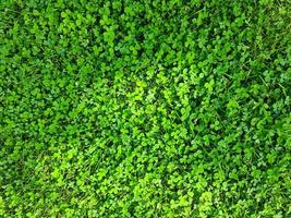 Surface texture of a green field with lots of clover. photo