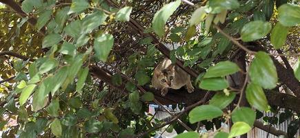 cat in a tree photo