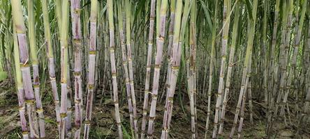 sugarcane field photography photo