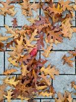 Beautiful Autumn Foliage Leaves in Golden and Red Hues - Autumn Background. photo