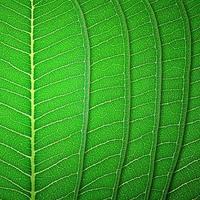 green leaf texture photo